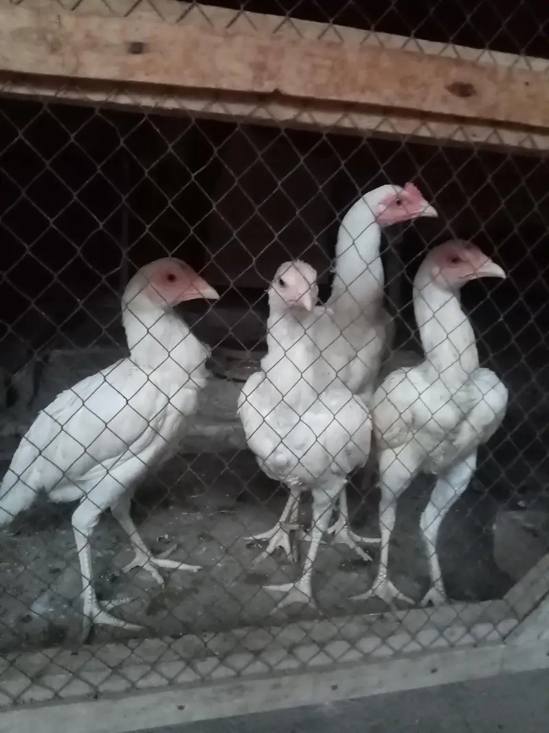 paper white heera aseel — photo 2