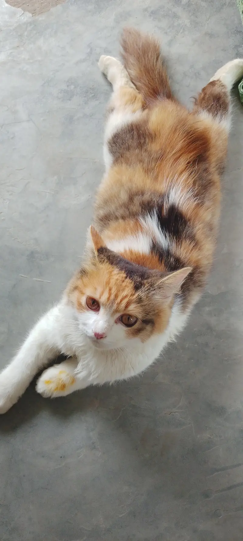 Persian cat  female 2 month argent sale — photo 3