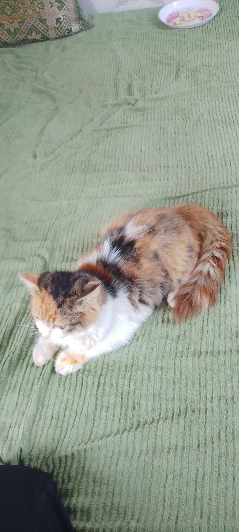 Persian cat  female 2 month argent sale — photo 4
