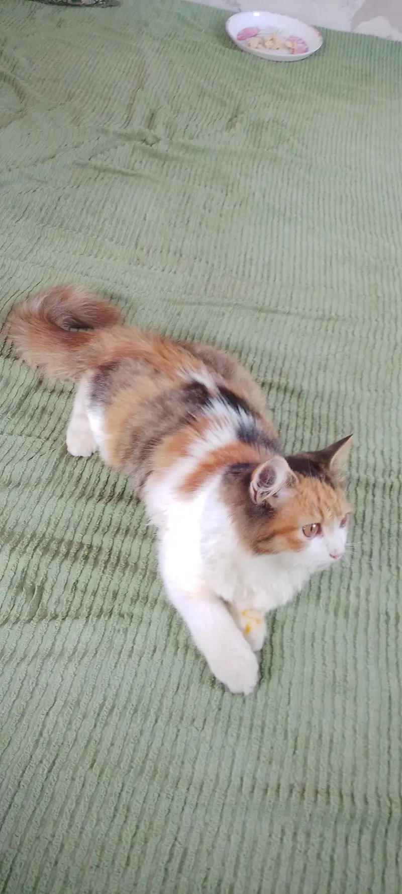 Persian cat  female 2 month argent sale — photo 6