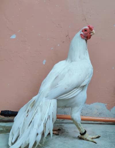 parrot beak male