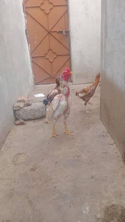 aseel jori