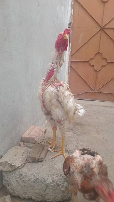 aseel setup total 8 murgay or murgiyan