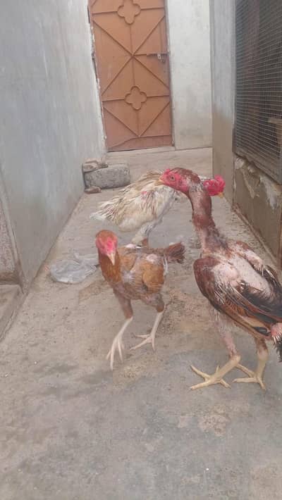 aseel sab total 5 (1 murga or 4 murgiyan)