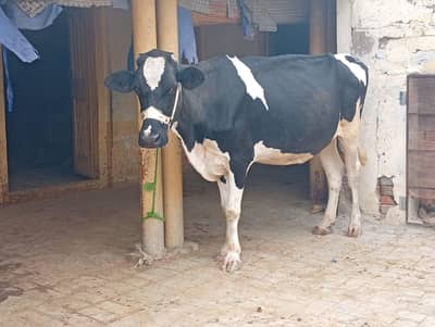 cow for sale