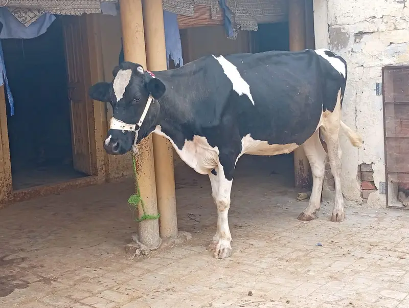 cow for sale — photo 2