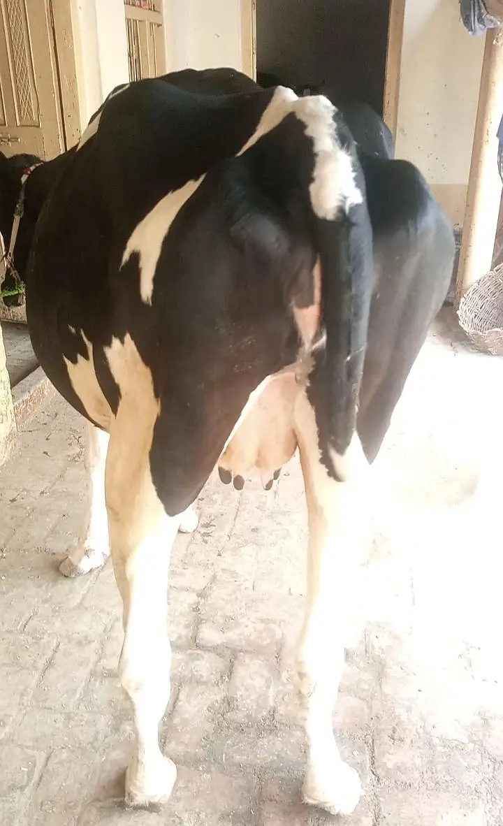cow for sale — photo 3
