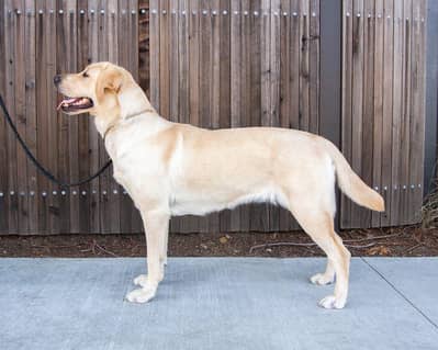 LABRADOR FEMALE AVALABLE FOR SALE