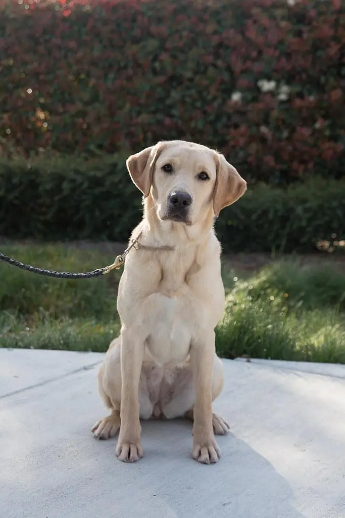 LABRADOR FEMALE AVALABLE FOR SALE — photo 2