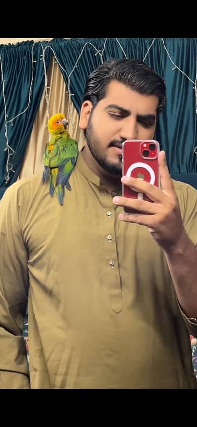 sun conure female fully tame (flying tame)