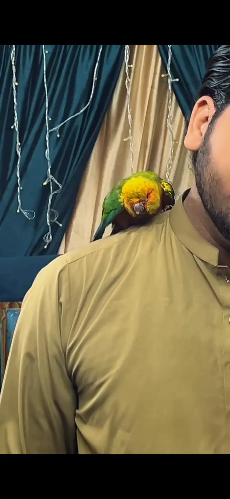 sun conure female fully tame (flying tame) — photo 3