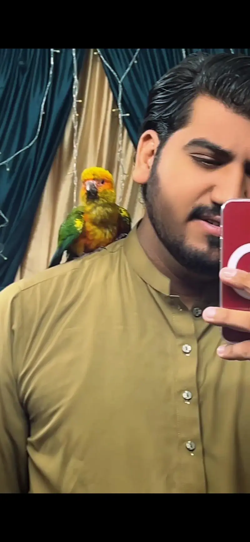 sun conure female fully tame (flying tame) — photo 4