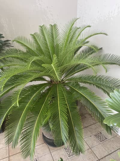 Sago Palm