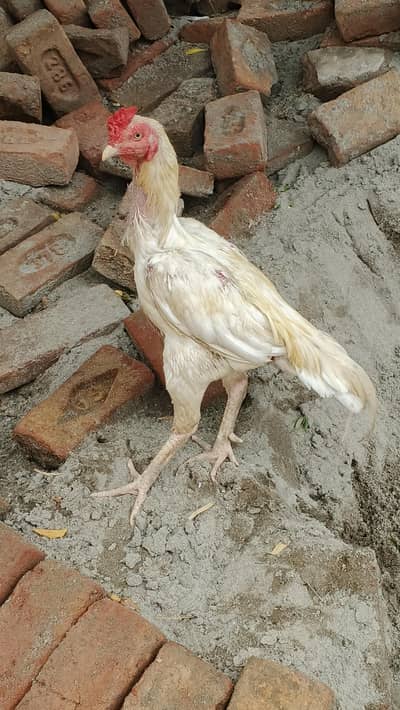 Heera Aseel Murgha