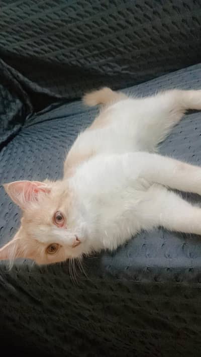 triple cort Persian cat for sale