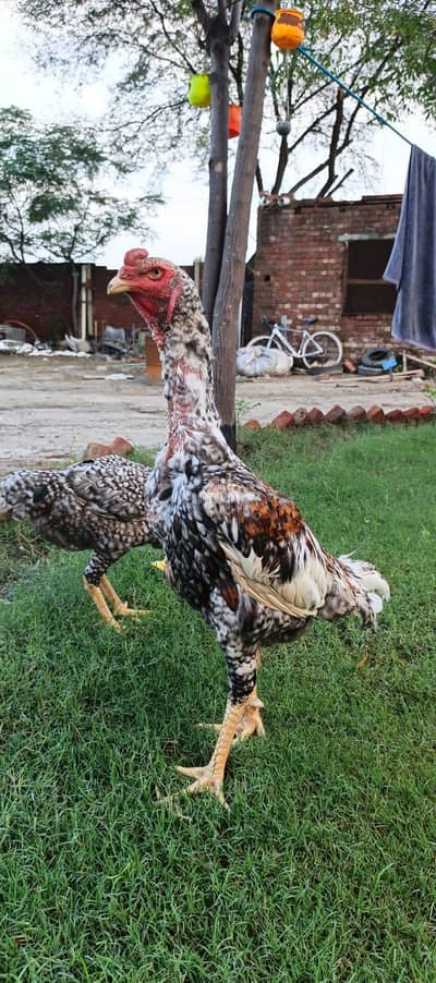 Shamo aseel patha for sale