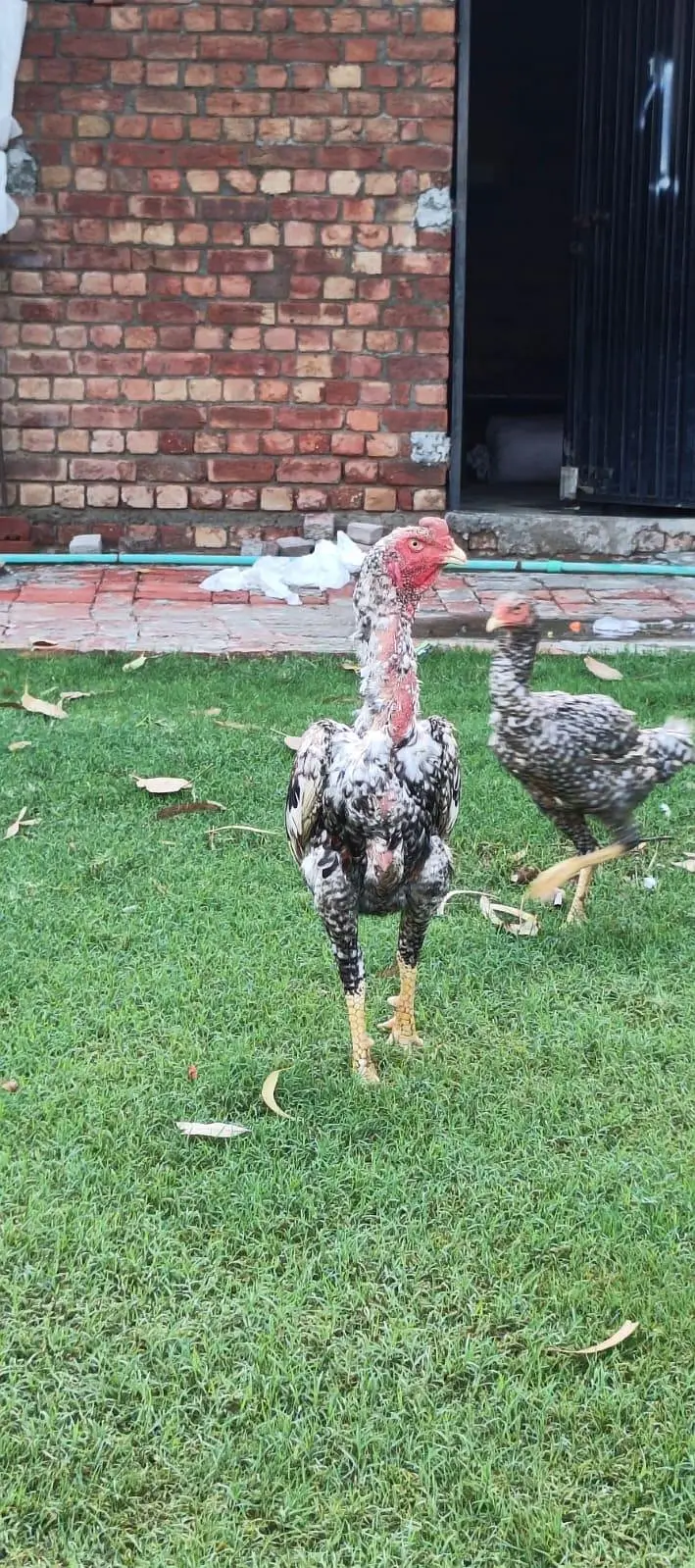 Shamo aseel patha for sale — photo 3