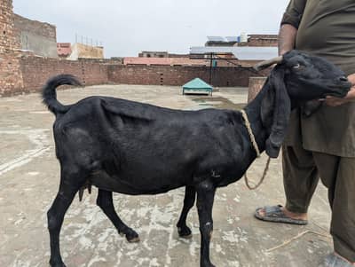 Desi Goat