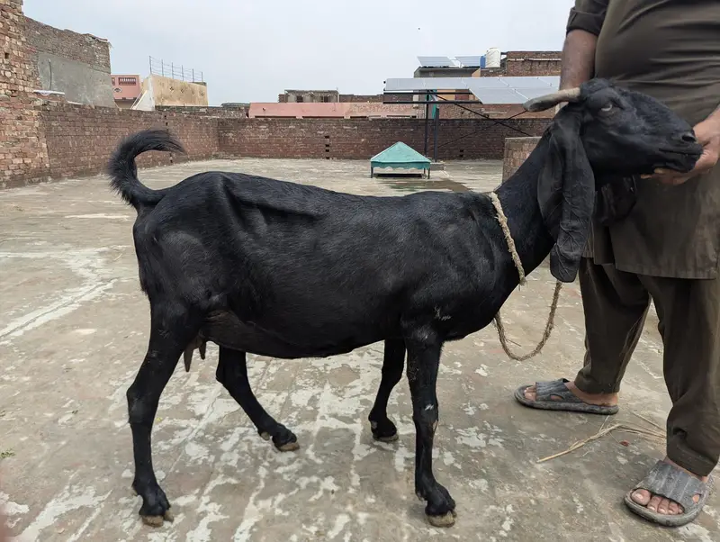 Desi Goat — photo 2