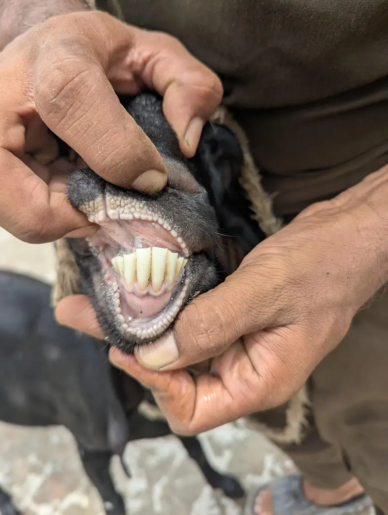 Desi Goat — photo 3