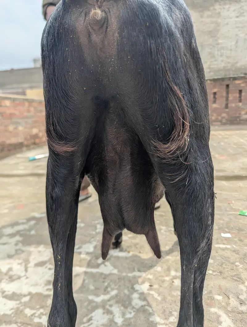 Desi Goat — photo 4