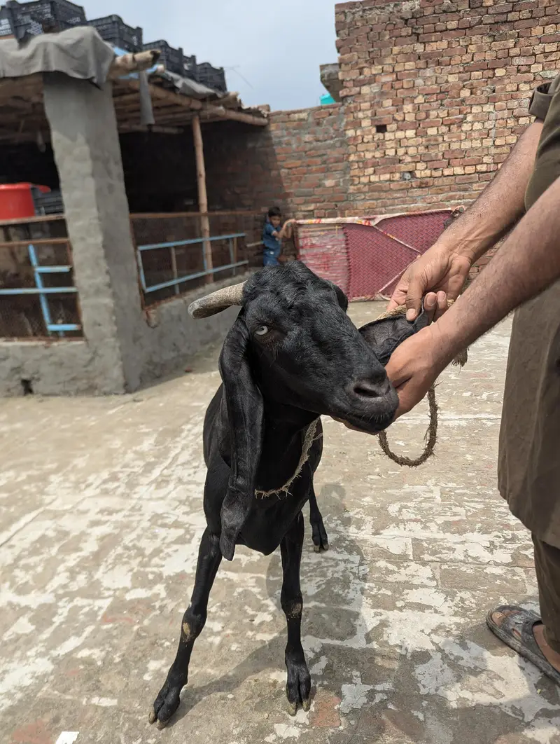 Desi Goat — photo 5