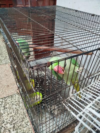 Raw parrot breeding pair