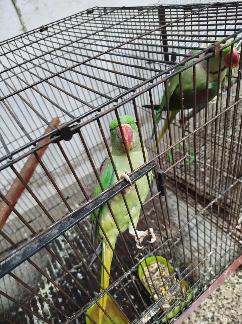 Raw parrot breeding pair — photo 2