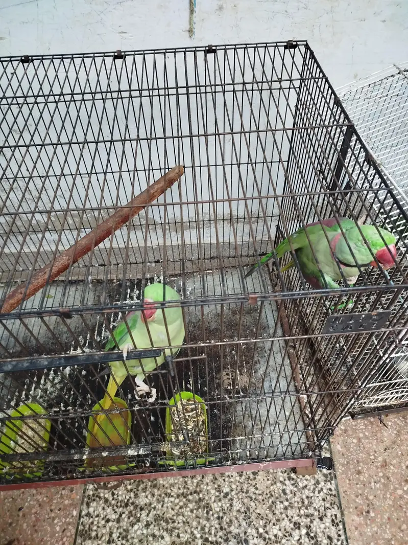 Raw parrot breeding pair — photo 3