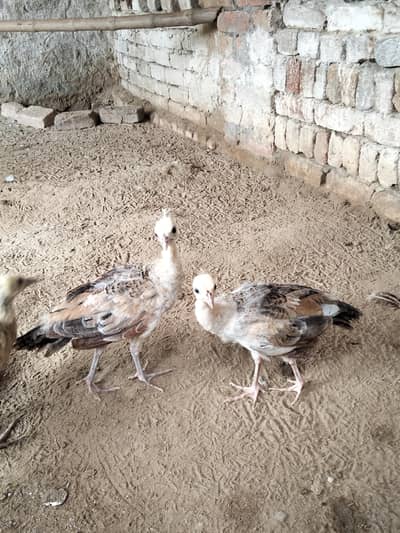 blue shoulder peacock chick