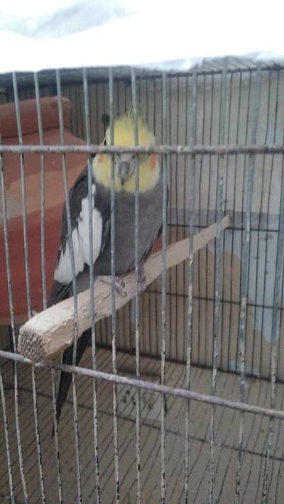 Cocktail. pair. . . gray. male. pied. female