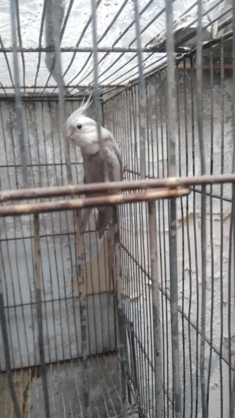Cocktail. pair. . . gray. male. pied. female — photo 3