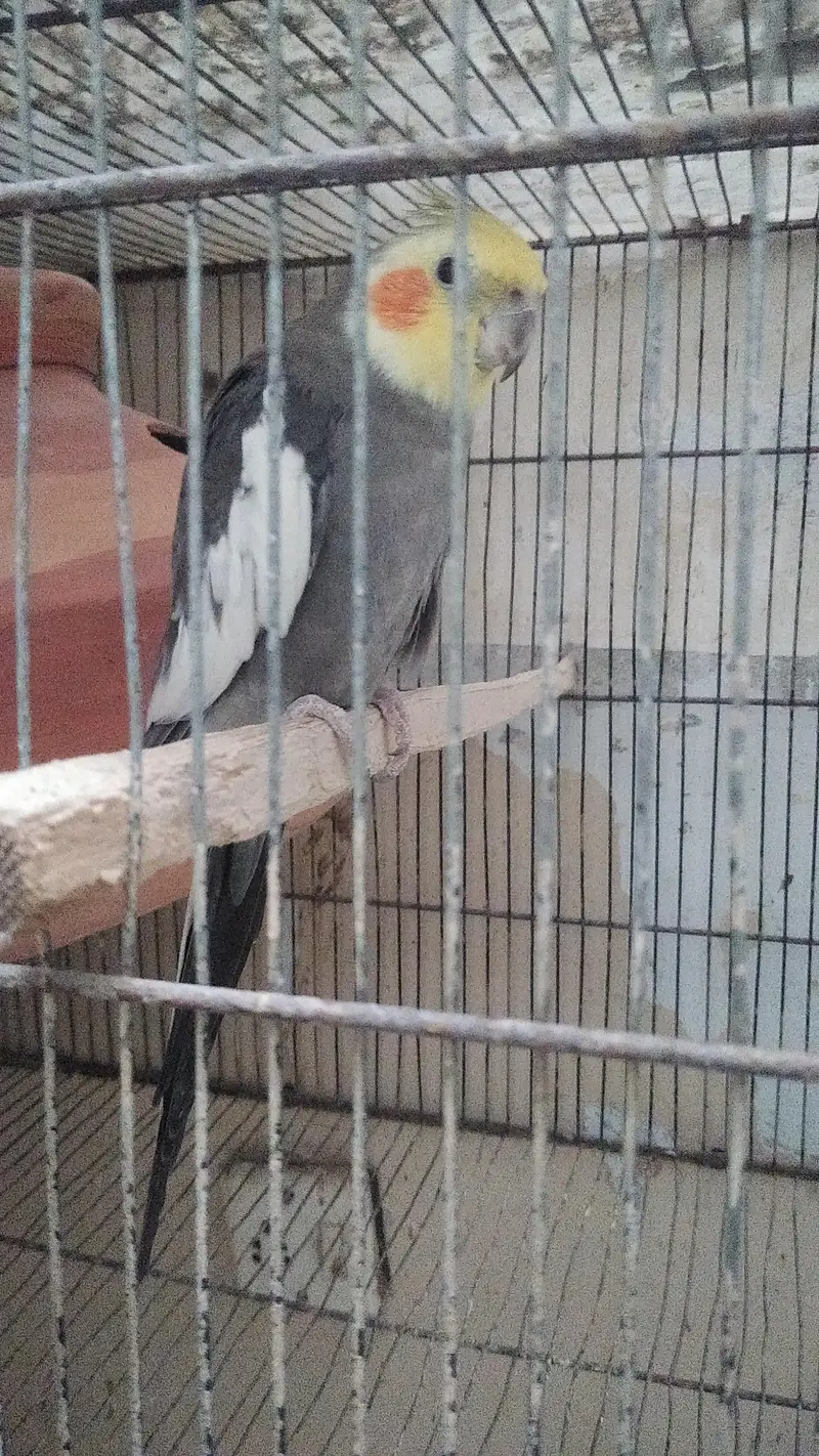 Cocktail. pair. . . gray. male. pied. female — photo 5