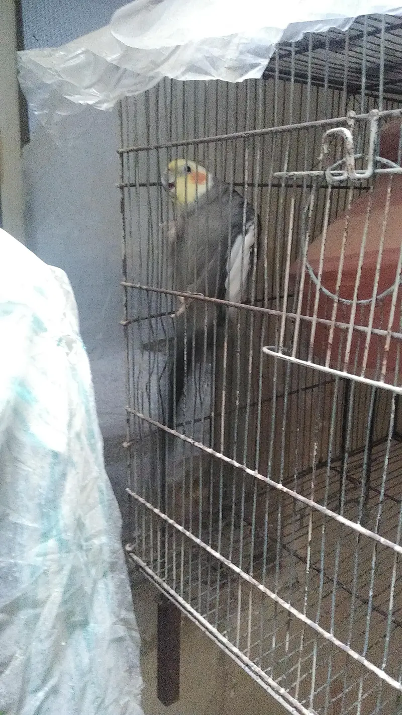 Cocktail. pair. . . gray. male. pied. female — photo 6