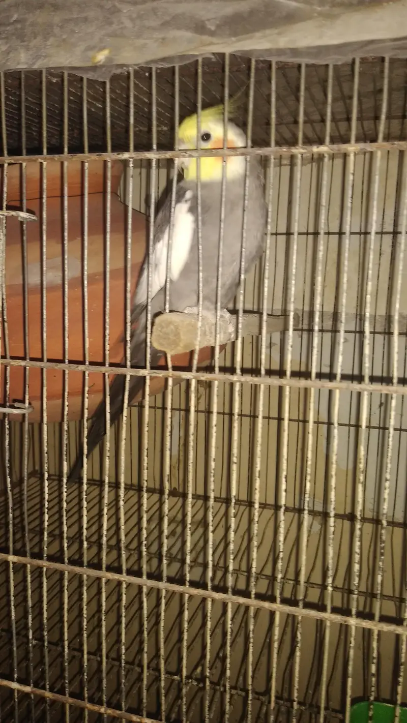 Cocktail. pair. . . gray. male. pied. female — photo 7