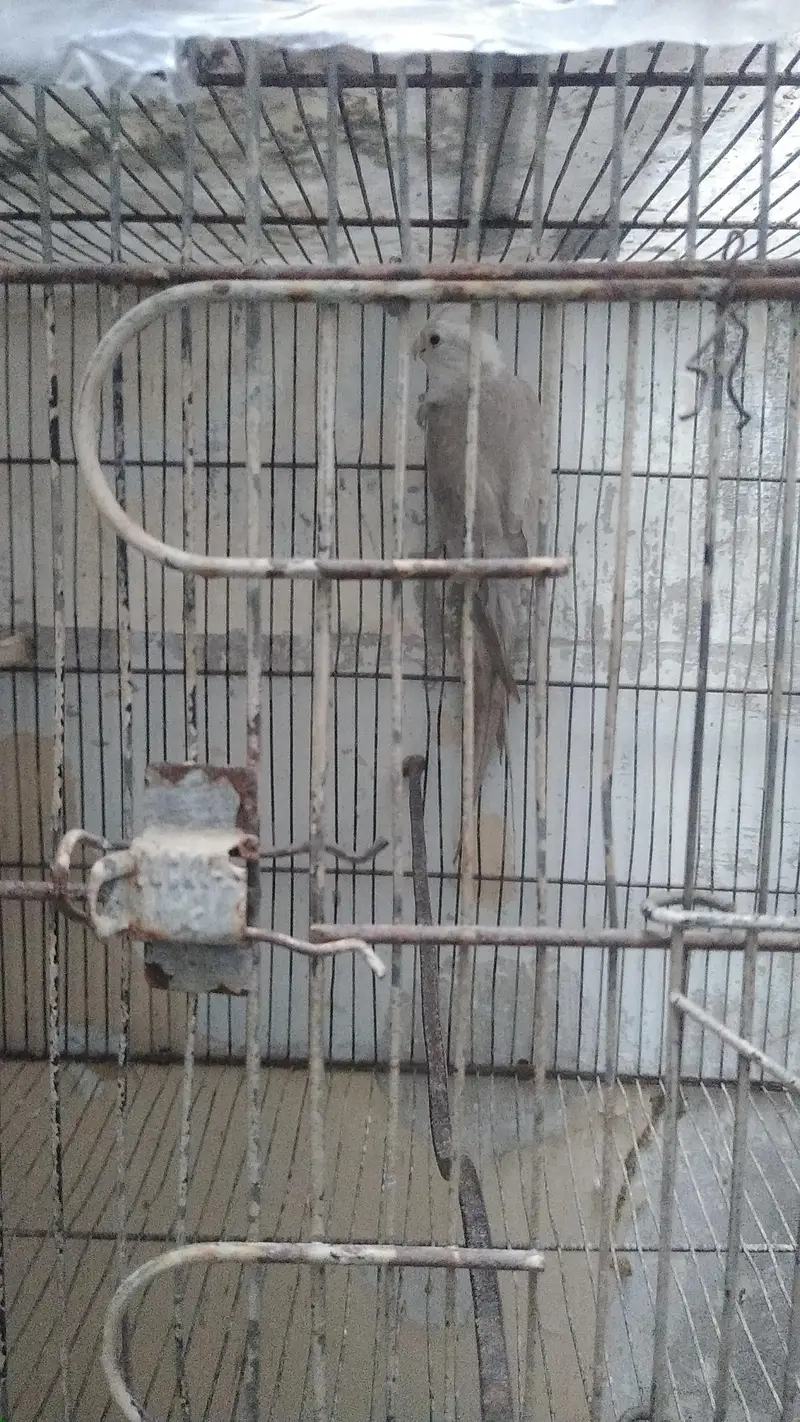 Cocktail. pair. . . gray. male. pied. female — photo 8