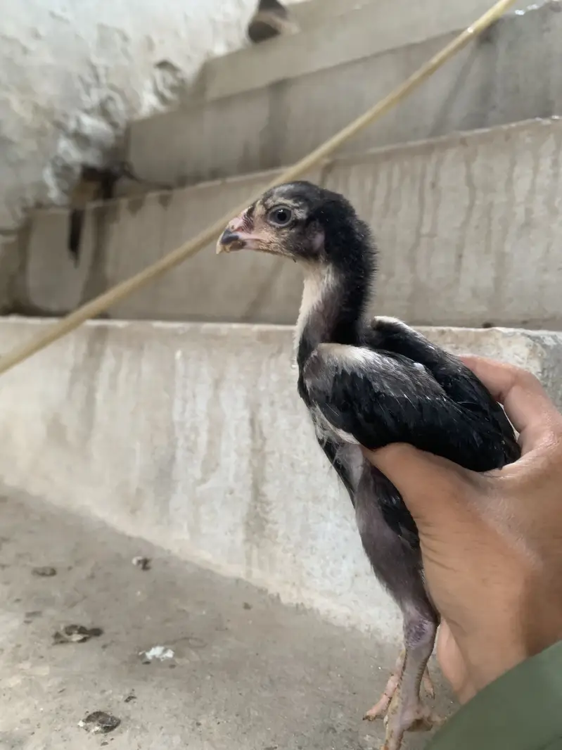 Germon black o shamoo — photo 2