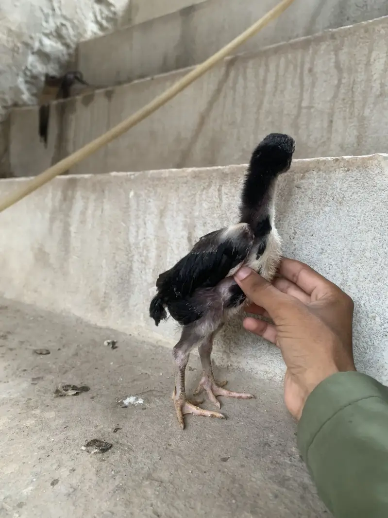 Germon black o shamoo — photo 3