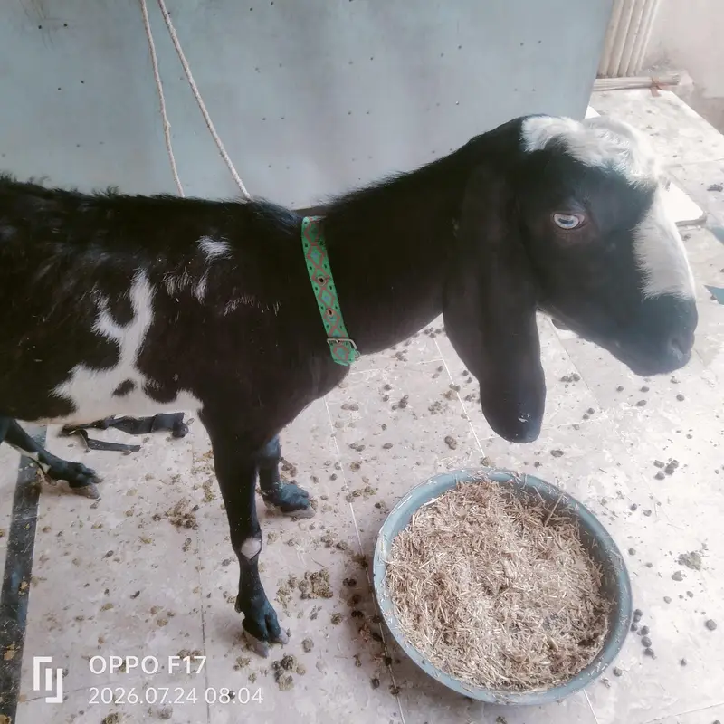 goat patles — photo 2