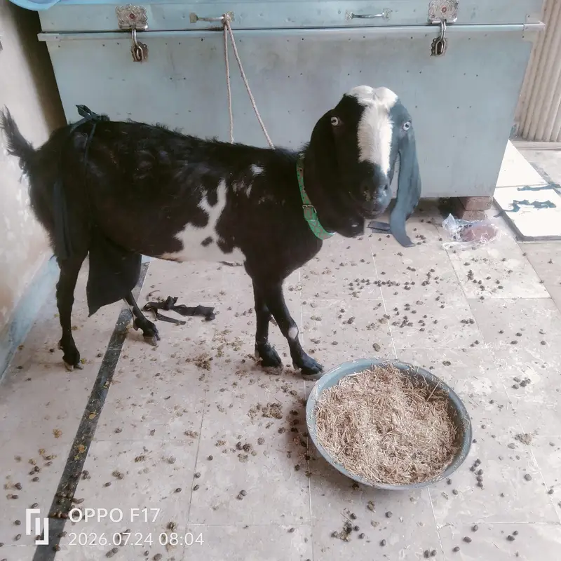 goat patles — photo 3