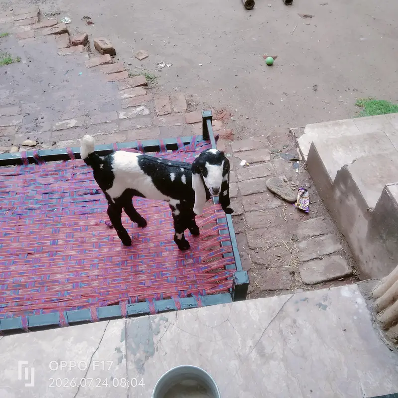 goat patles — photo 4