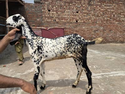 Makhi chine Goat