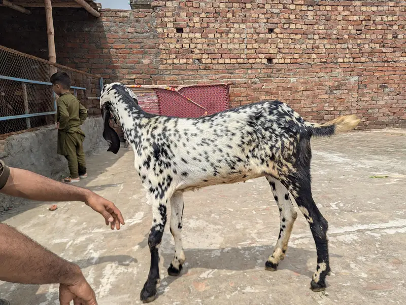 Makhi chine Goat — photo 2