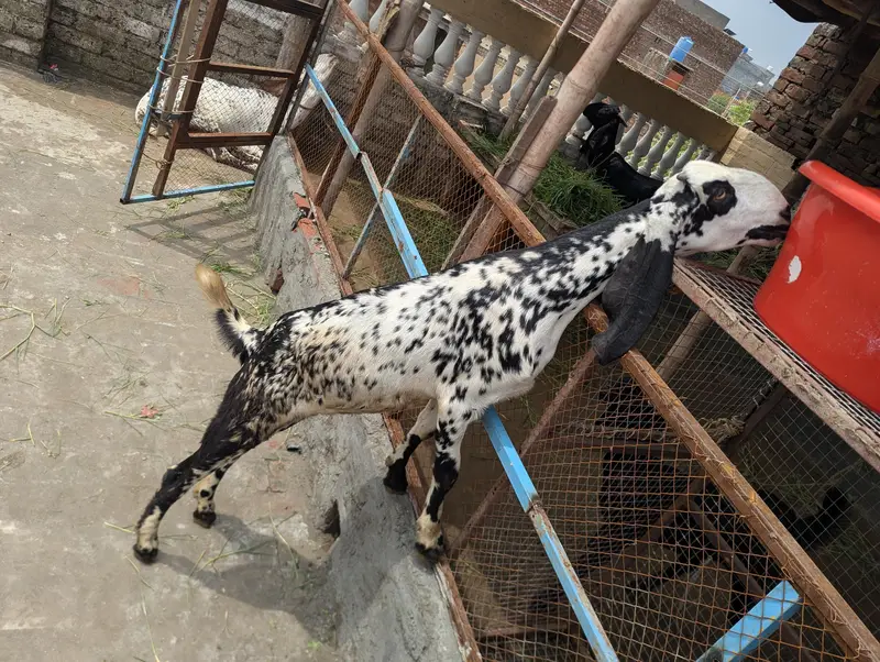 Makhi chine Goat — photo 3