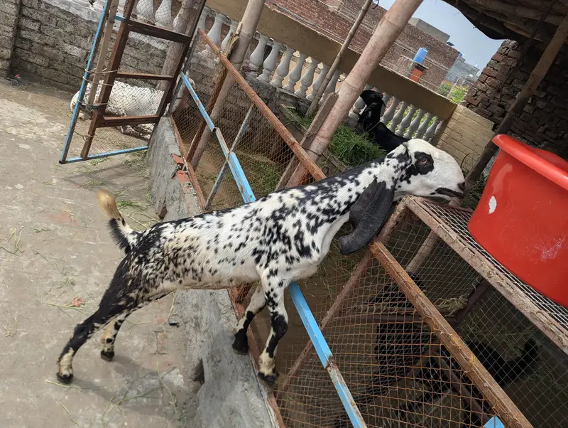 Makhi chine Goat — photo 4