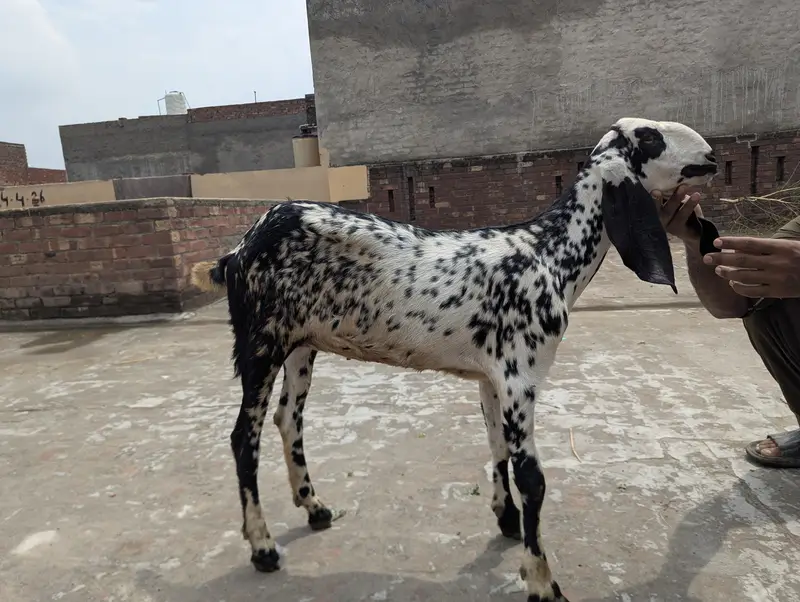 Makhi chine Goat — photo 5