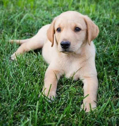 Labrador British puppy