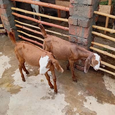 makhi cheena  0309 7171600