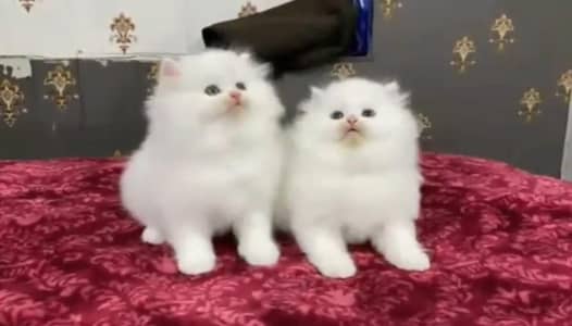 Persian cat for sale