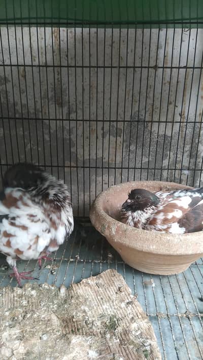 Fancy Birds for Sale